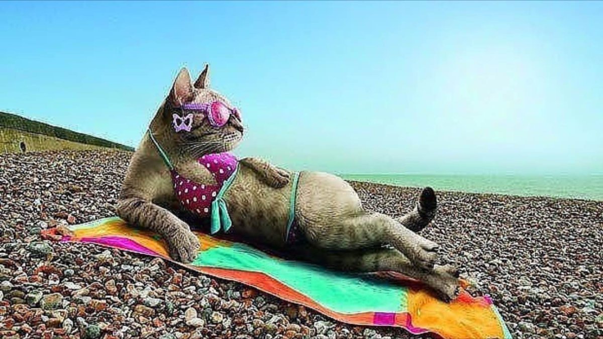 Котик в отпуске