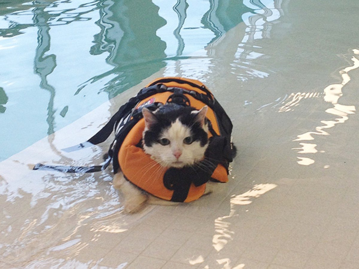 Кот плывет в бассейне