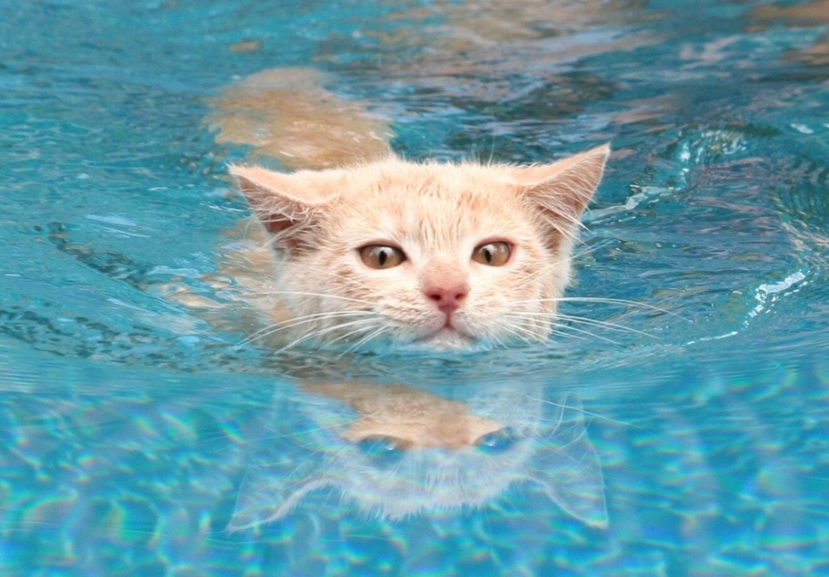 Котик в воде