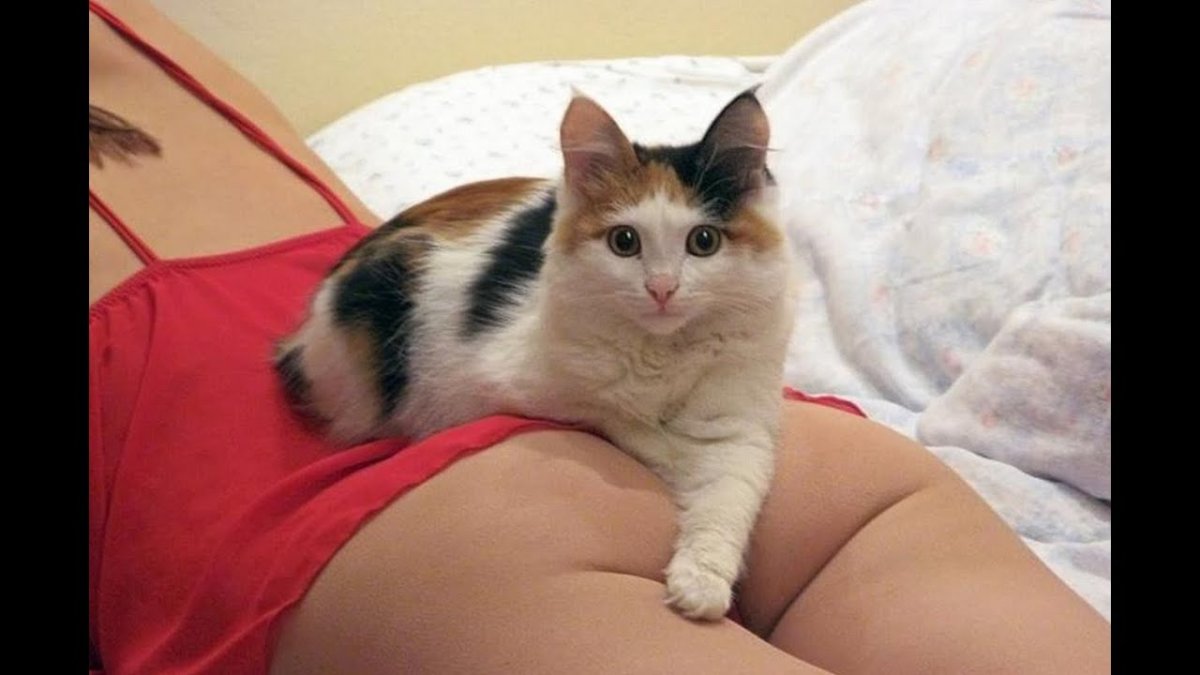 Котик на попе девушки