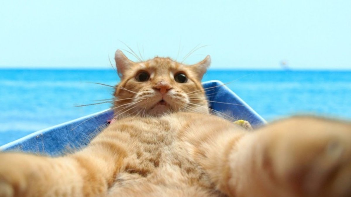 Котик в отпуске