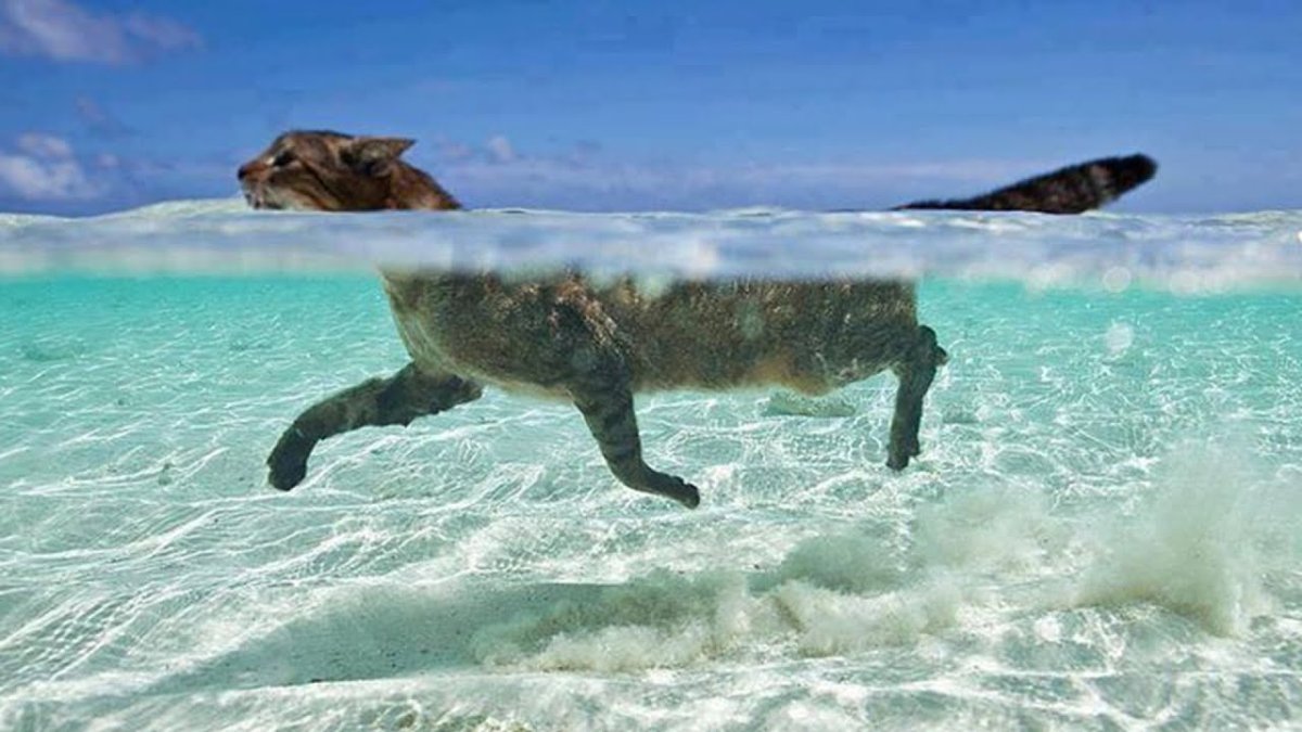 Фууу море кот