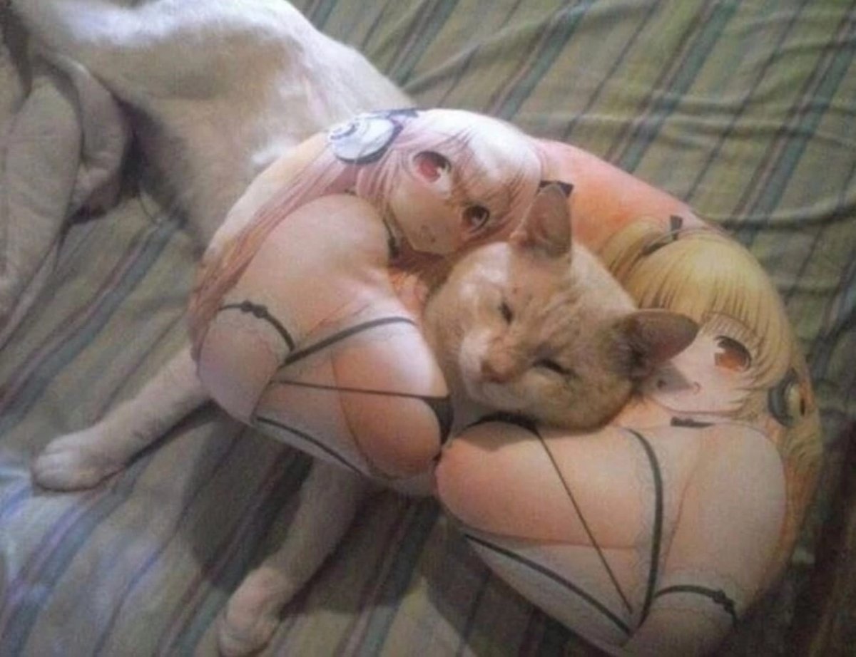 Кот на груди