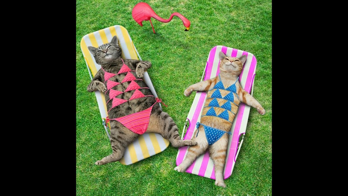 Котенок в купальнике