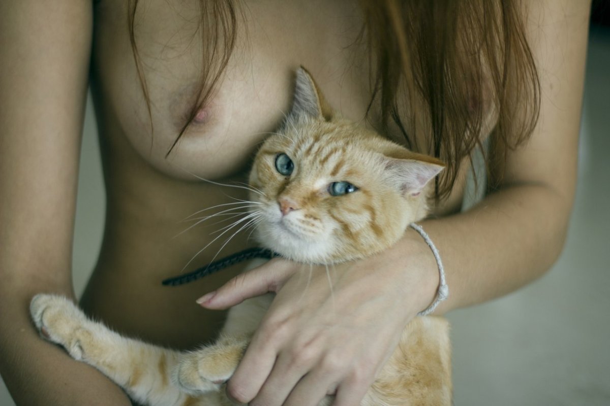 кошка на груди картинки (120) фото