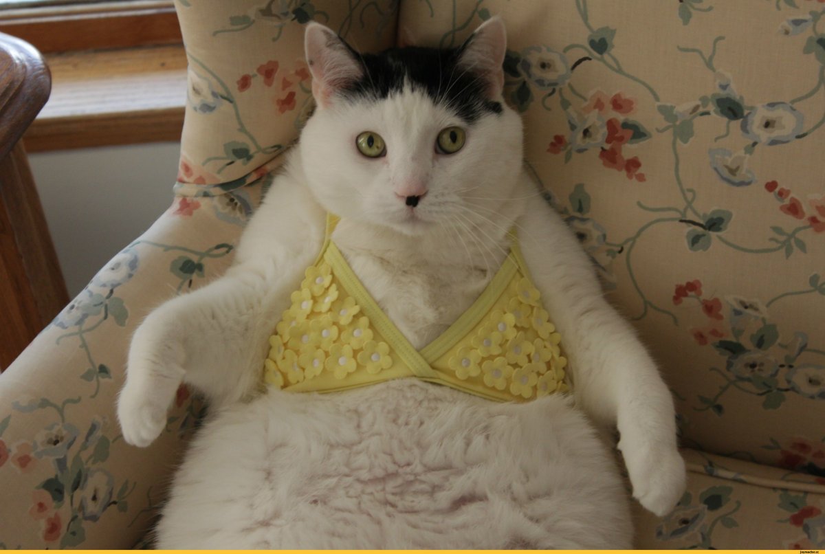 Кошка в лифчике