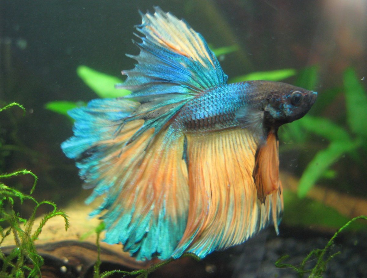 Рыбка петушок альбинос