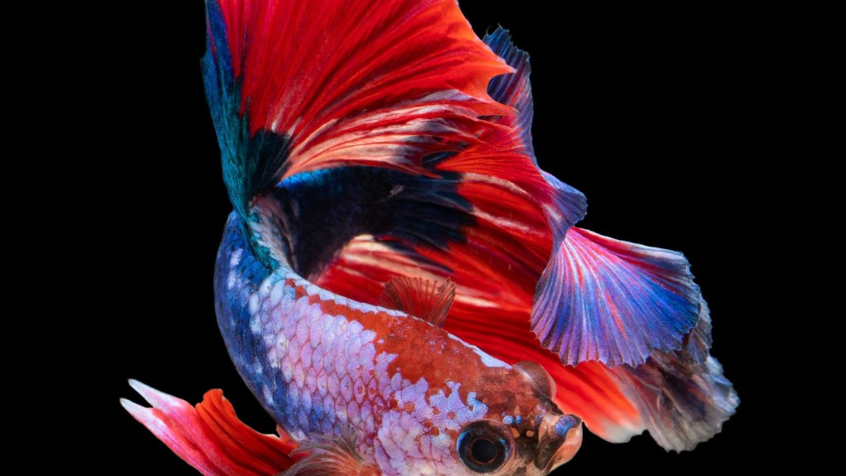 Рыбка петушок халф Мун Дамбо