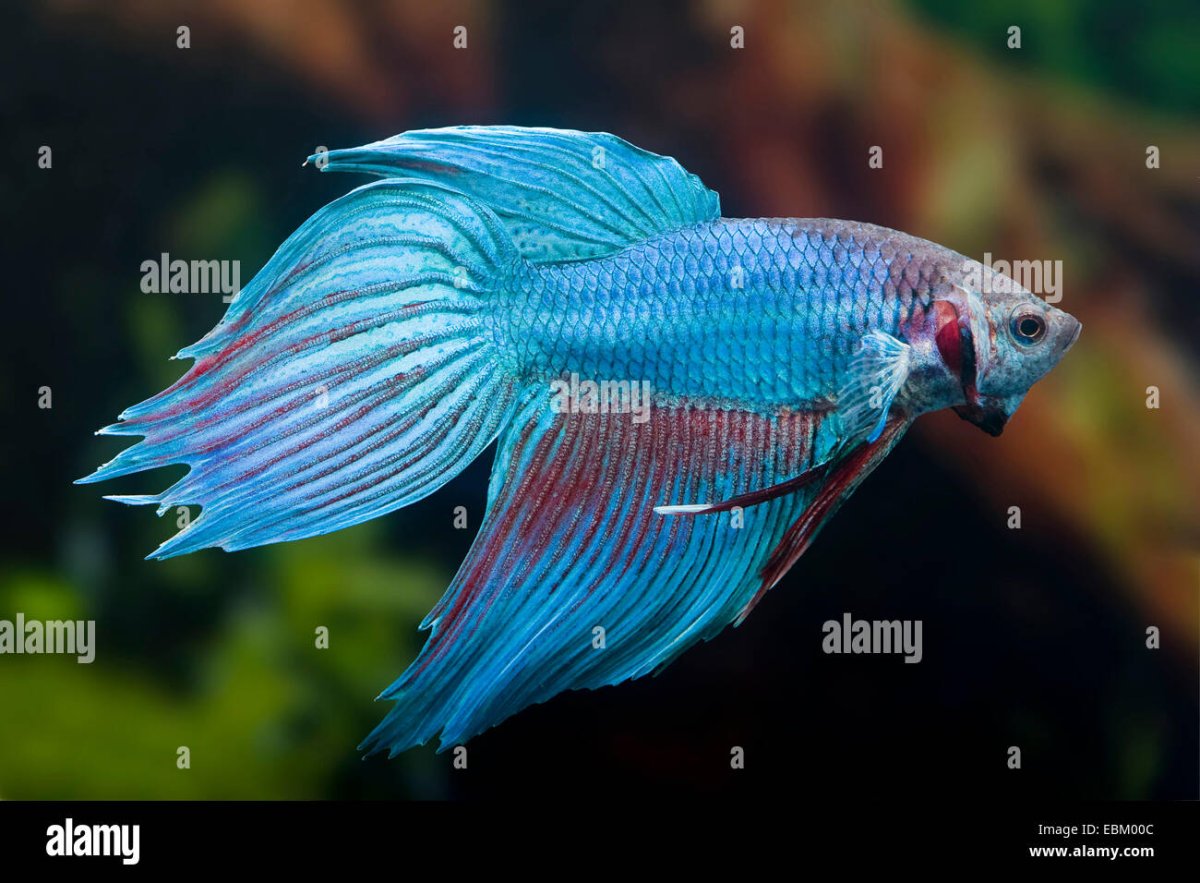 Белый петушок аквариумная рыбка