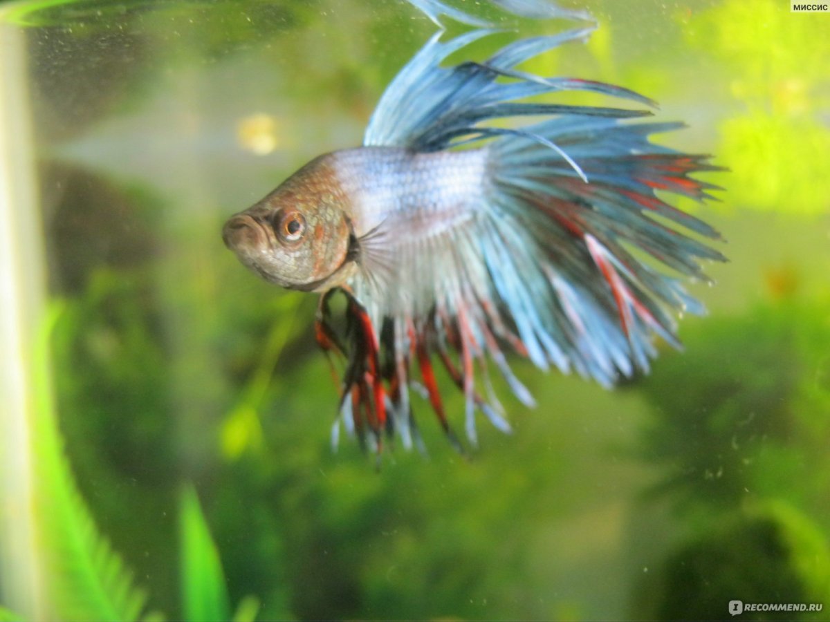 Рыбка петушок вуалевый бирюзовый