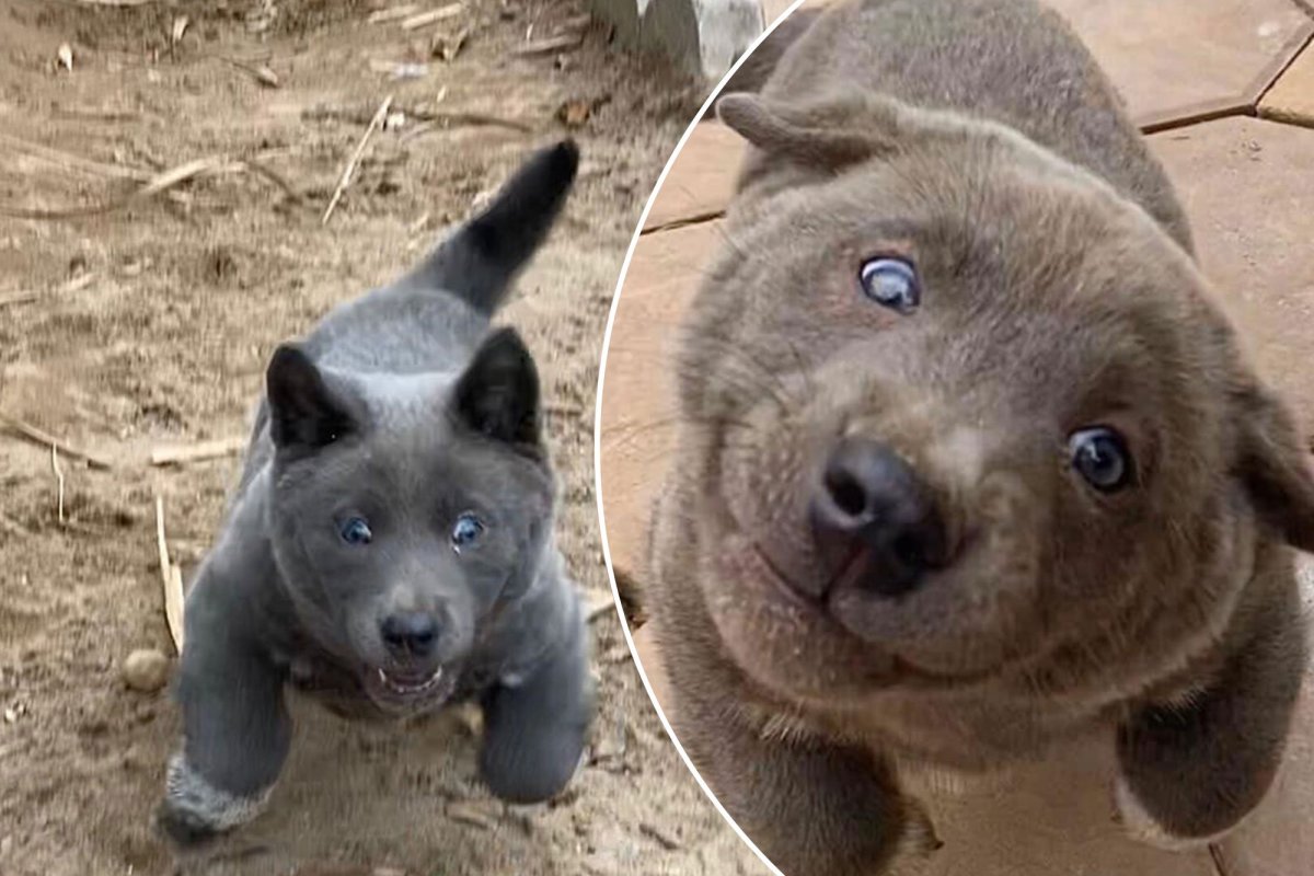 Куцехвостый хмонг Котопес