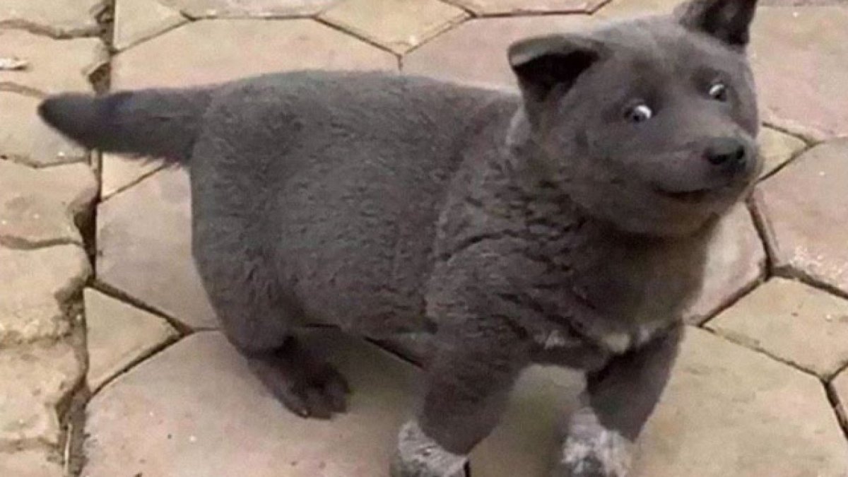 Куцехвостый хмонг Котопес