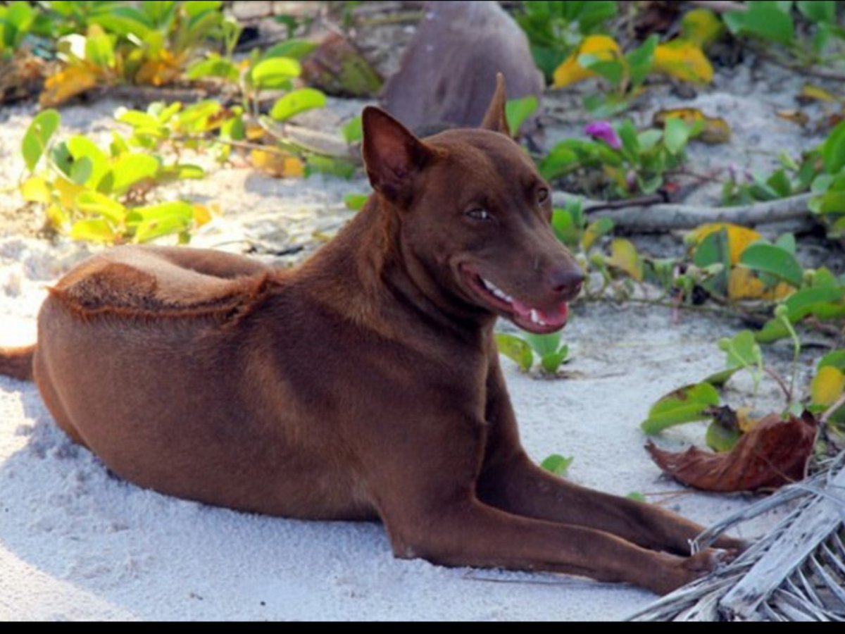 Собака Фукуокский риджбек