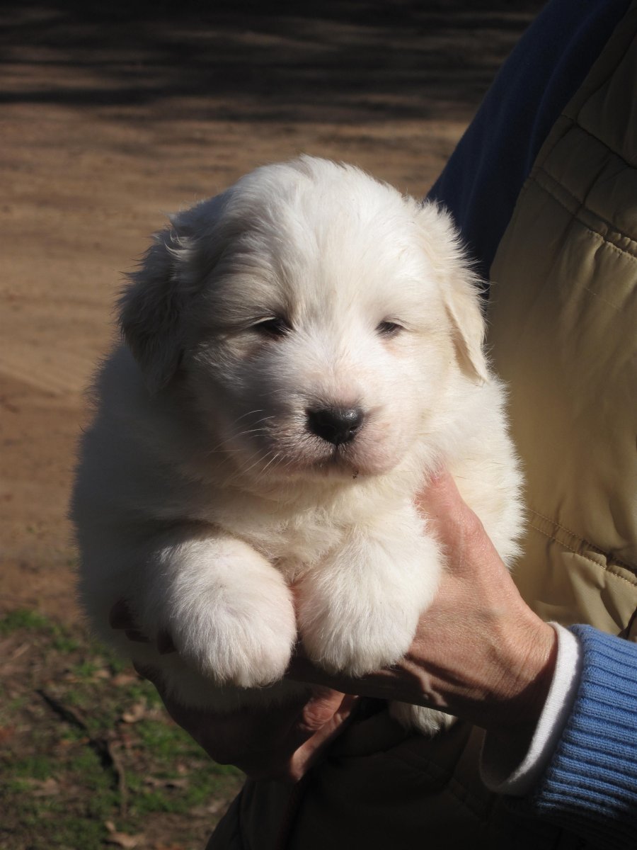 Great Pyrenees щенок