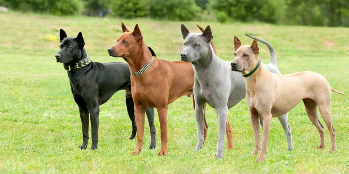 Тайский риджбек