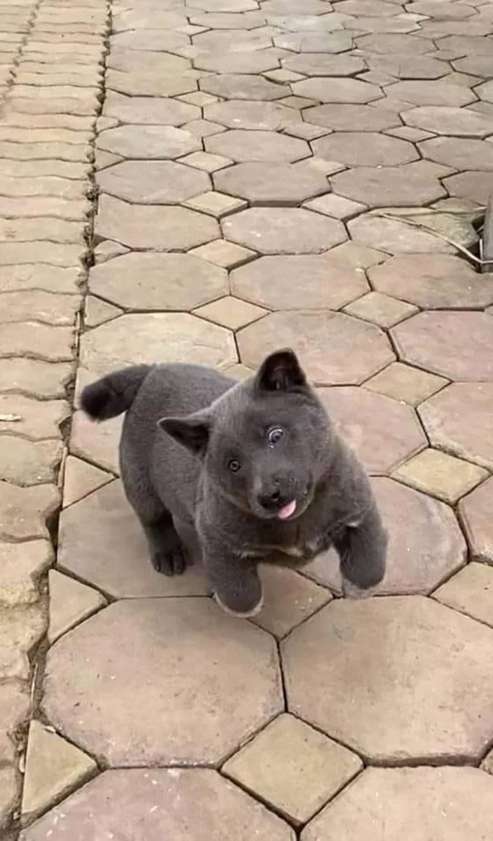 Вьетнамский куцехвостый хмонг