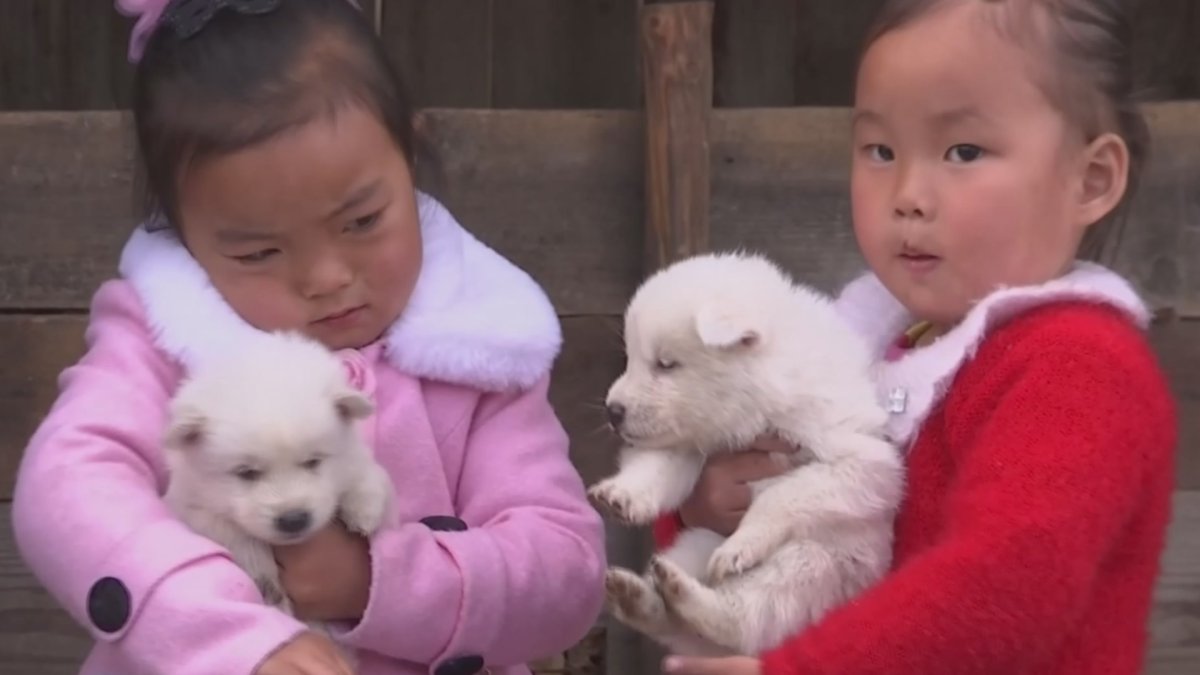 Корейская порода собак хмонг