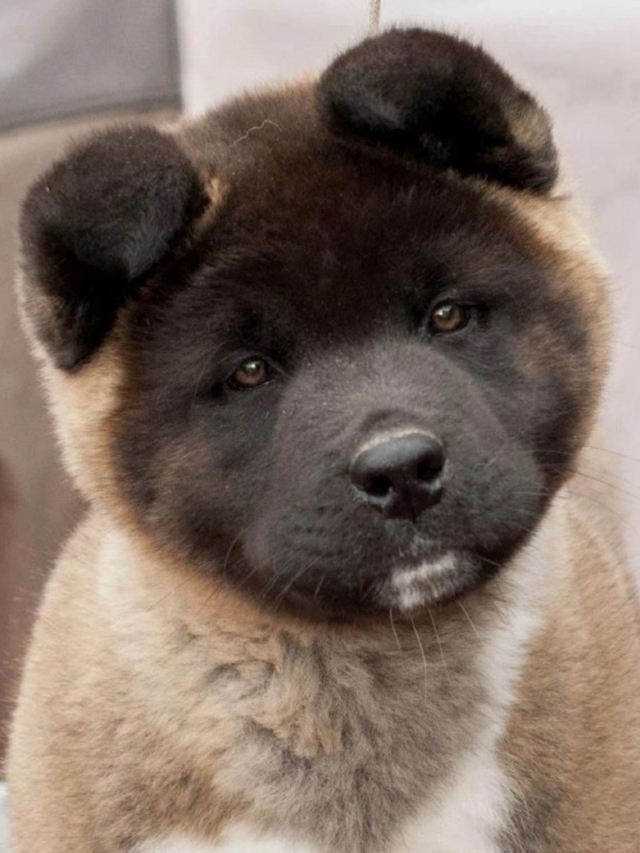 Акита-ину американская черная