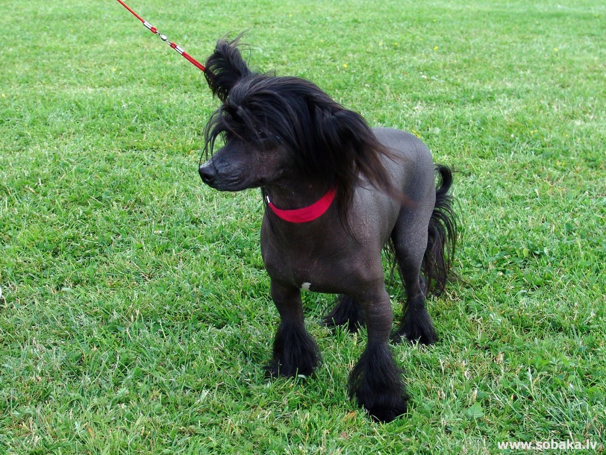 Хохлатая черная собака