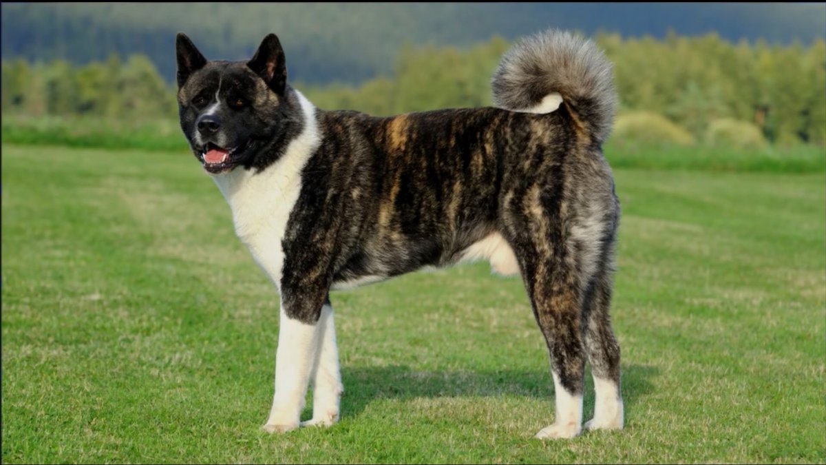 Американская Акита