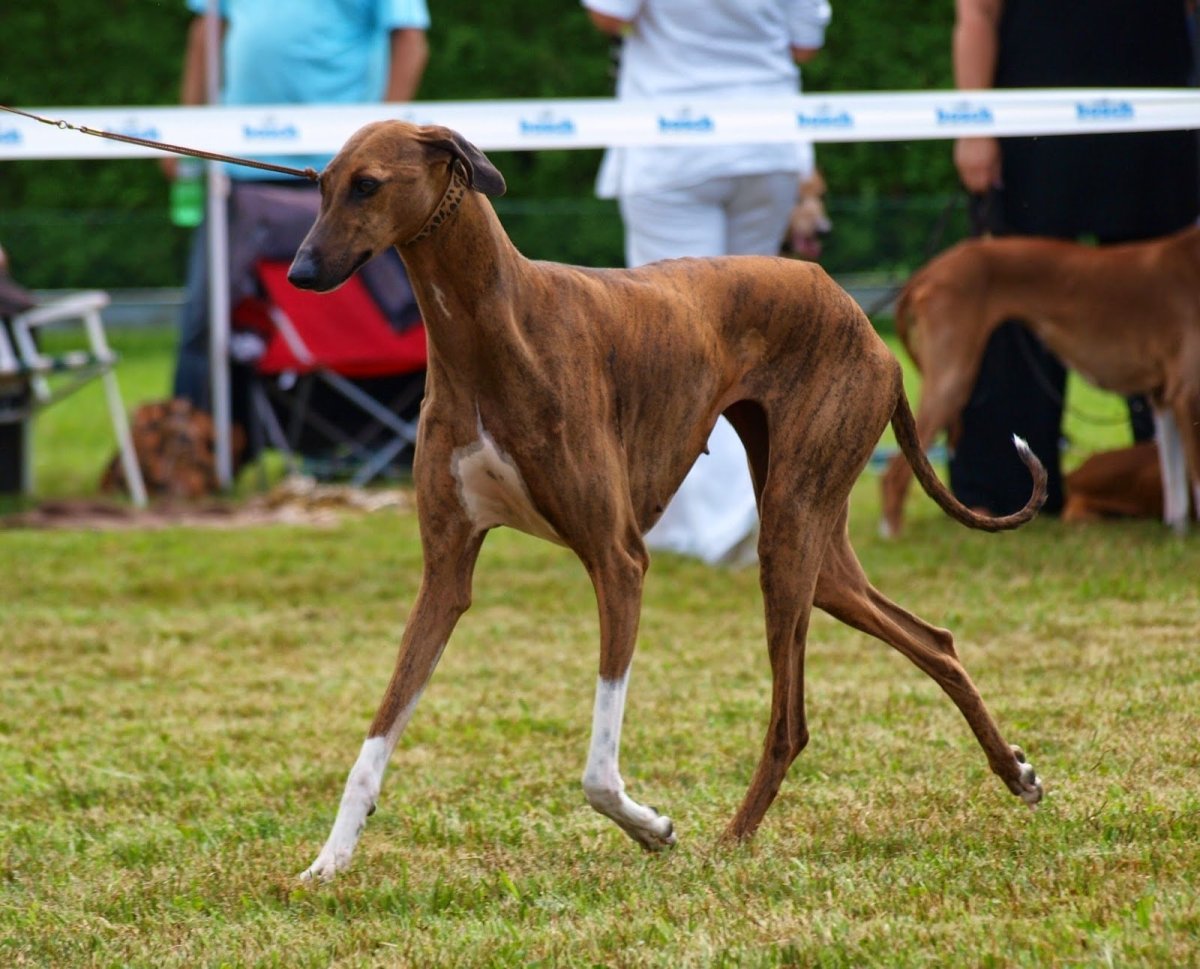 Азавак тигровый