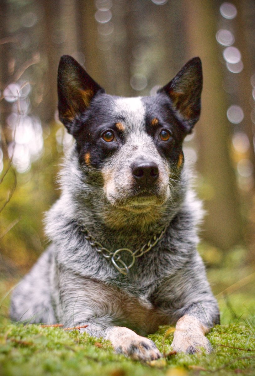 Австралийская овчарка Хилер