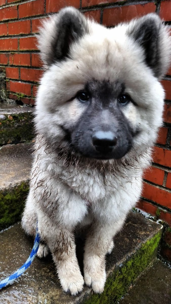 Акита флаффи порода