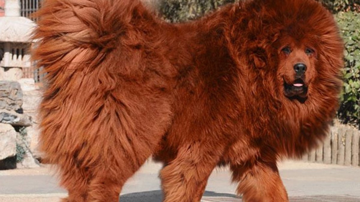 Лохматые животные названия