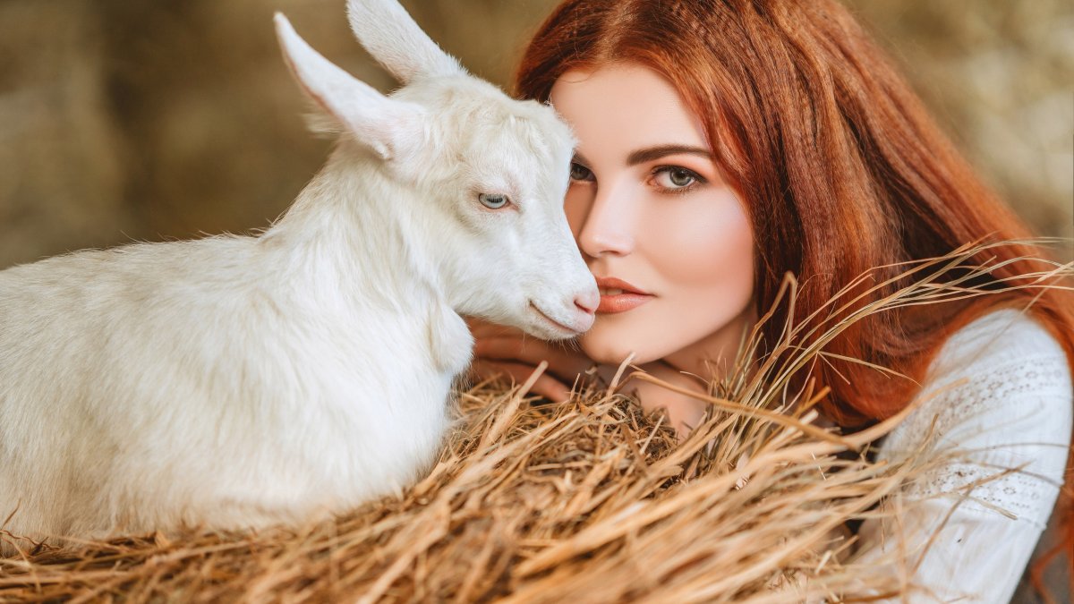 Обои козочки