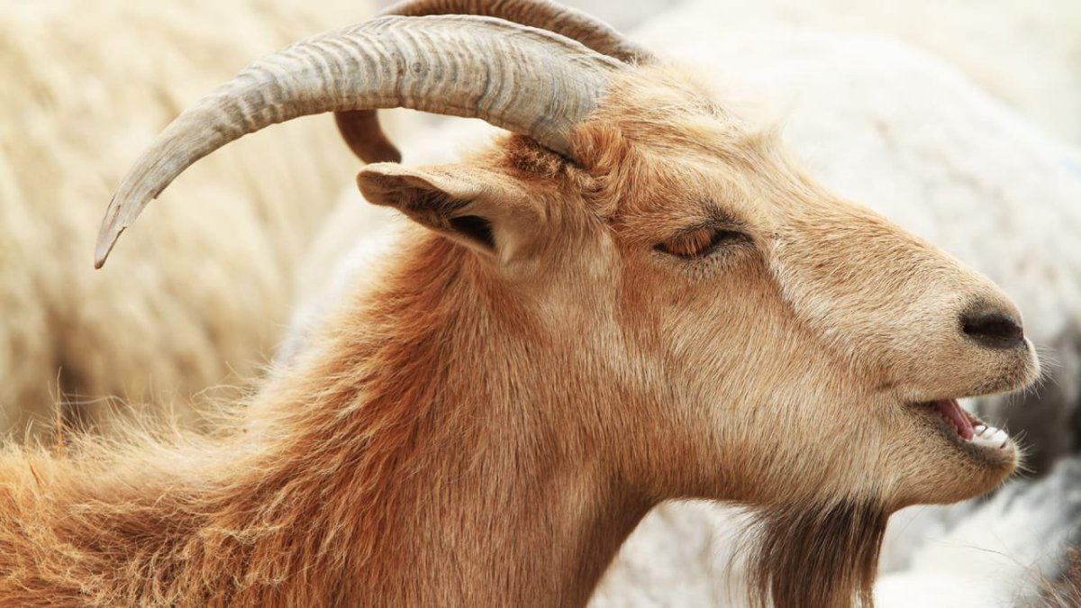 Порода пятнистых коз