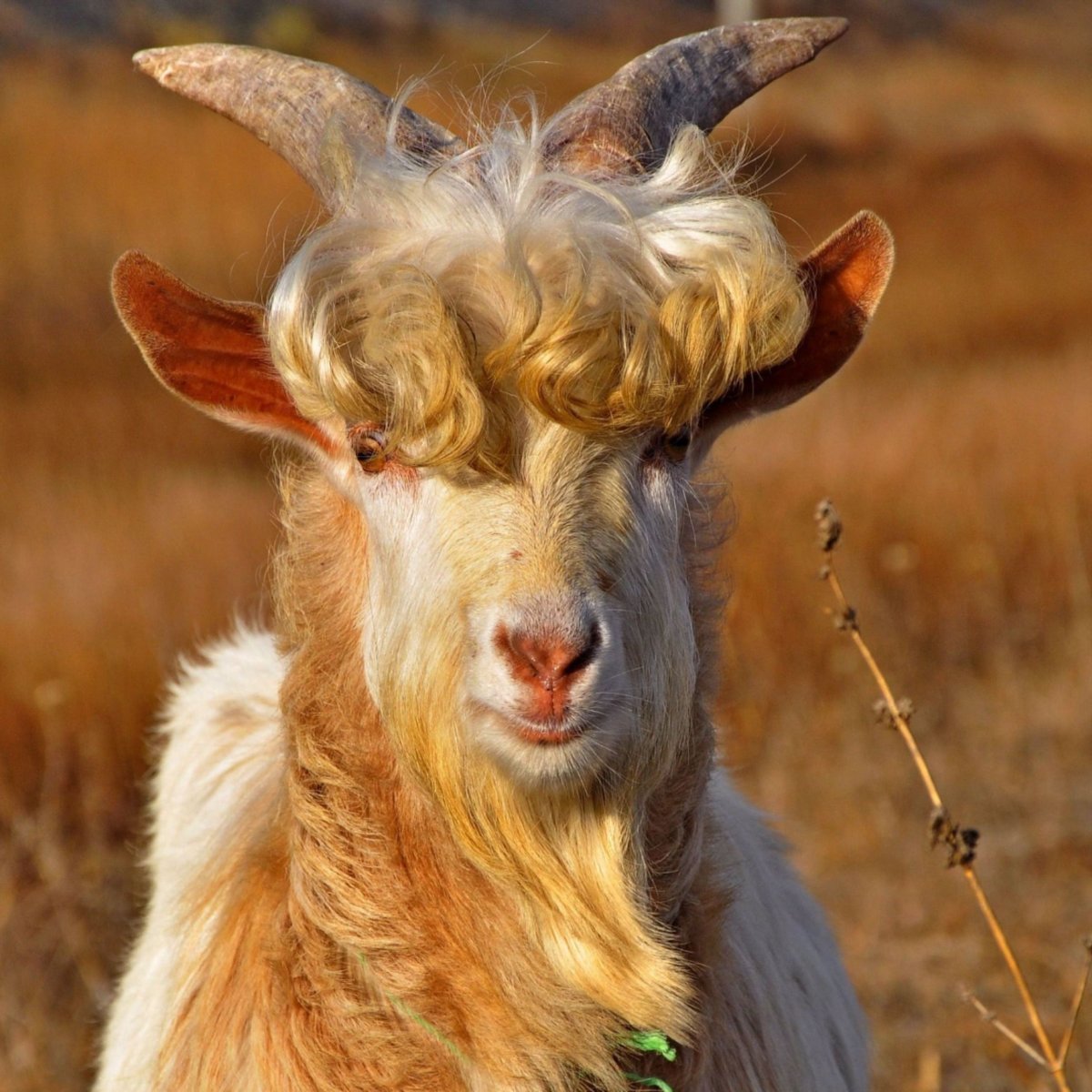 Кудрявый козел