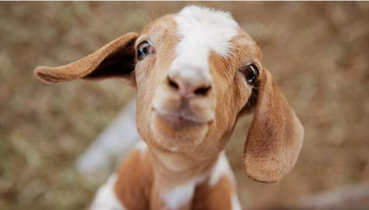 Милый горный козлик