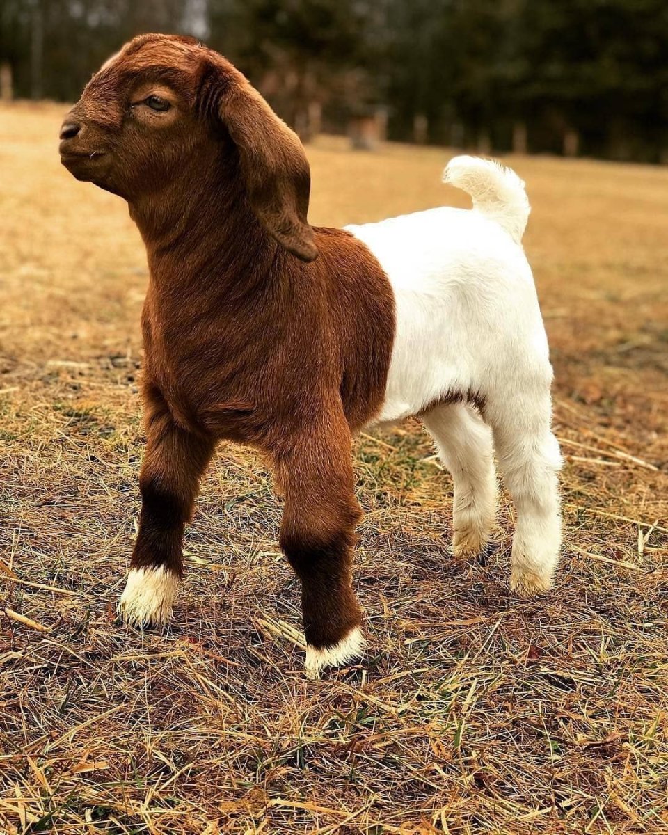 Бурская порода коз