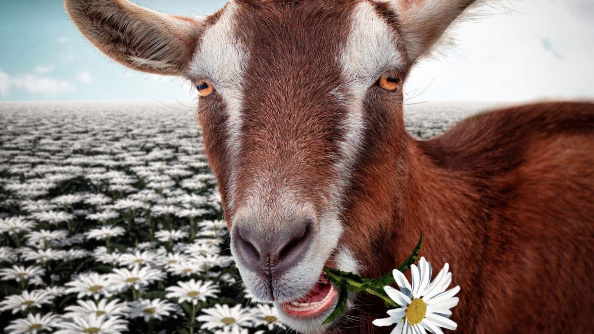 Козёл с цветами