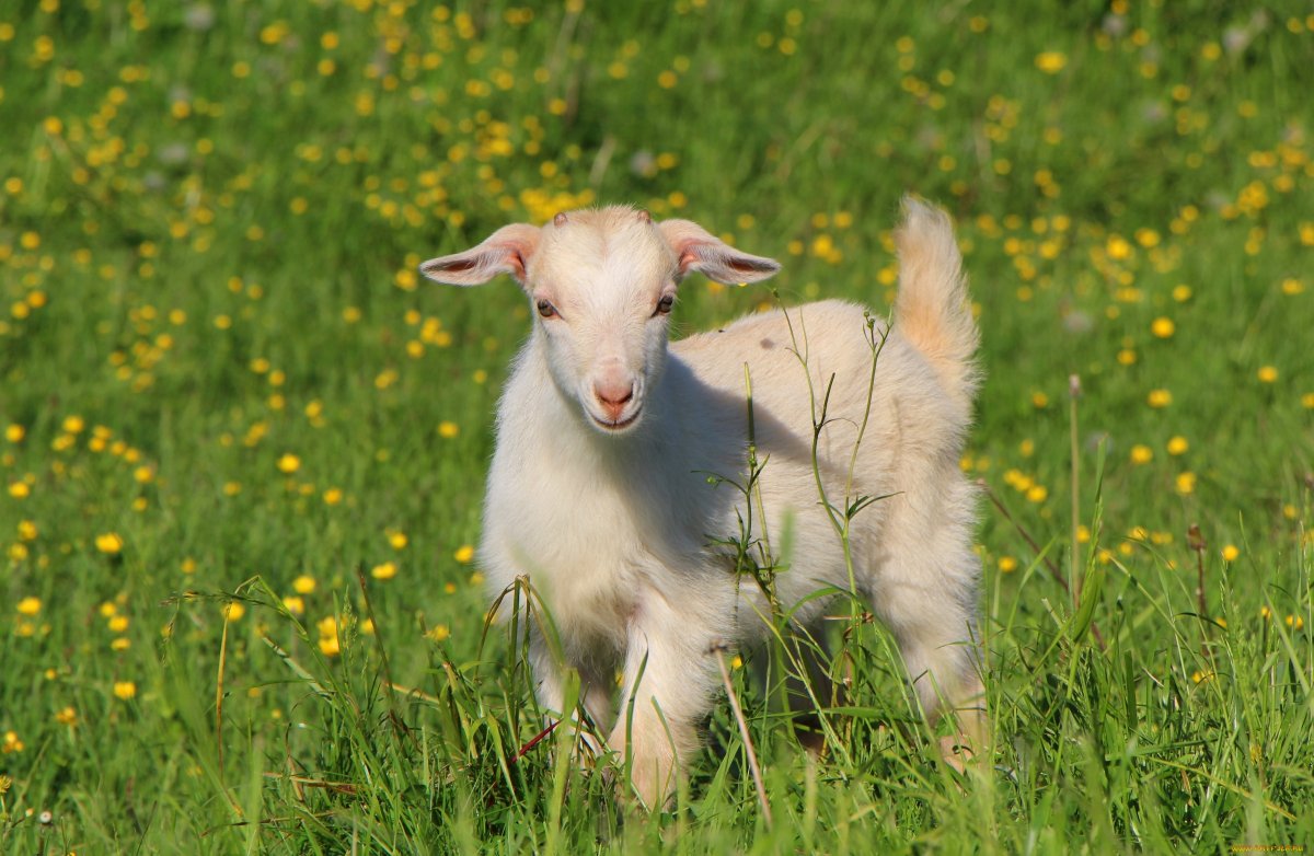 Коза́ — козлёнок — козля́та