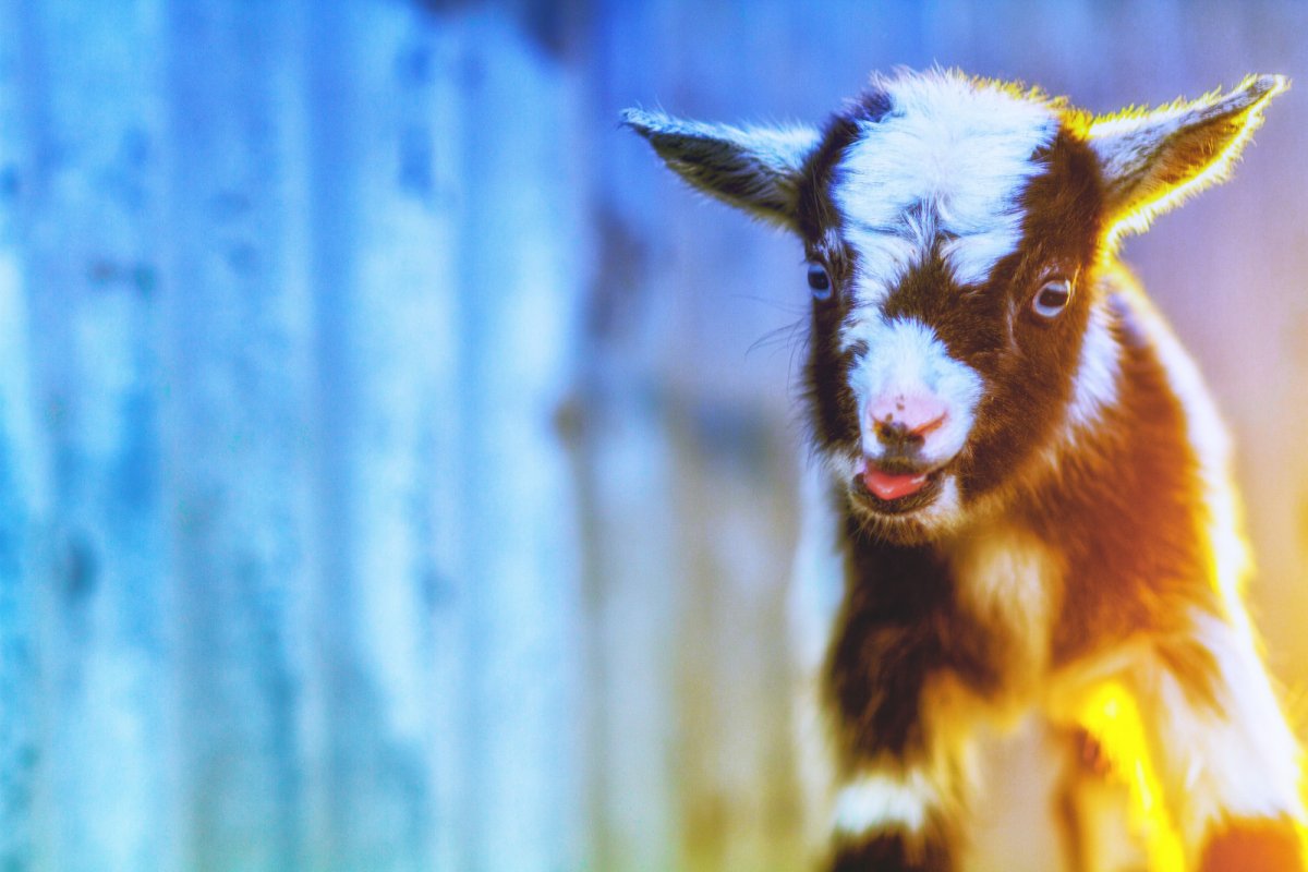 Коза Гиргентана