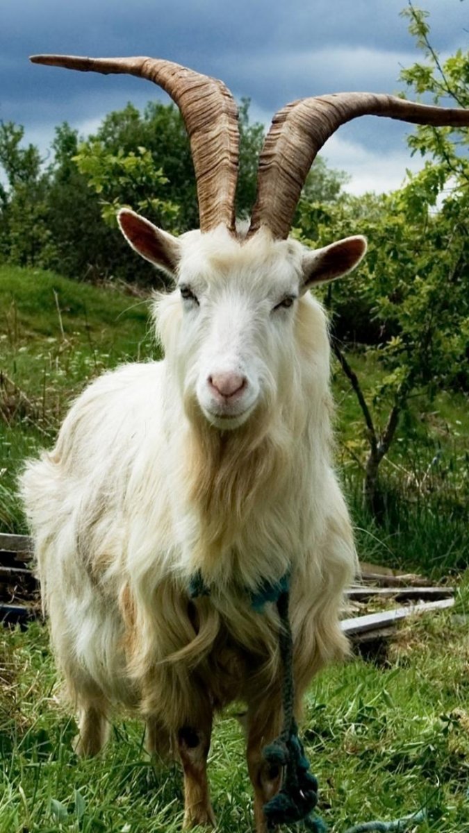 Коза с длинной шерстью