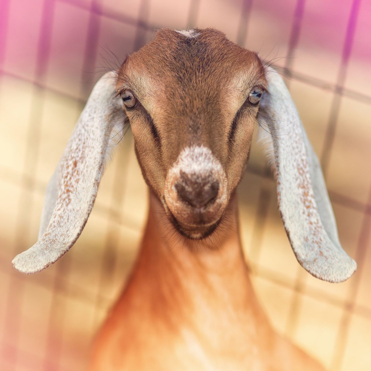 Женщина с козленком