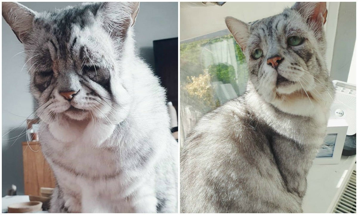 Кот с синдромом Дауна