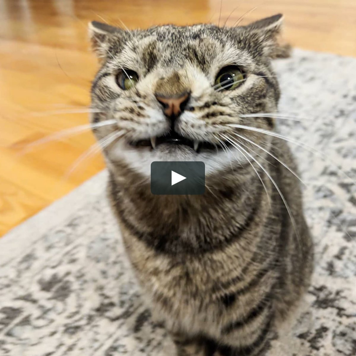 Кот с синдромом Дауна