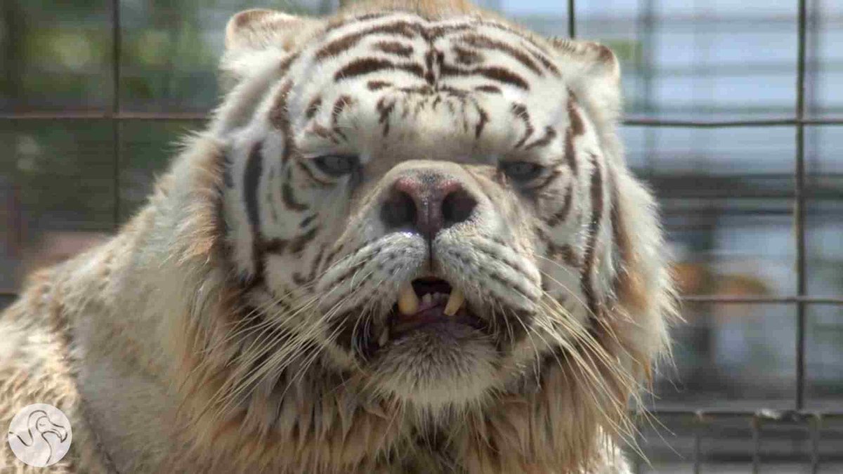 Умственно отсталый тигр Кенни