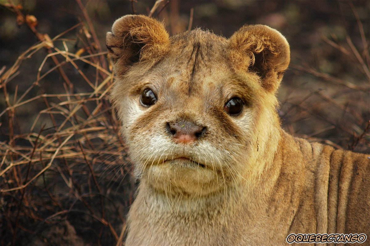 Ориентальная кошка Гавана