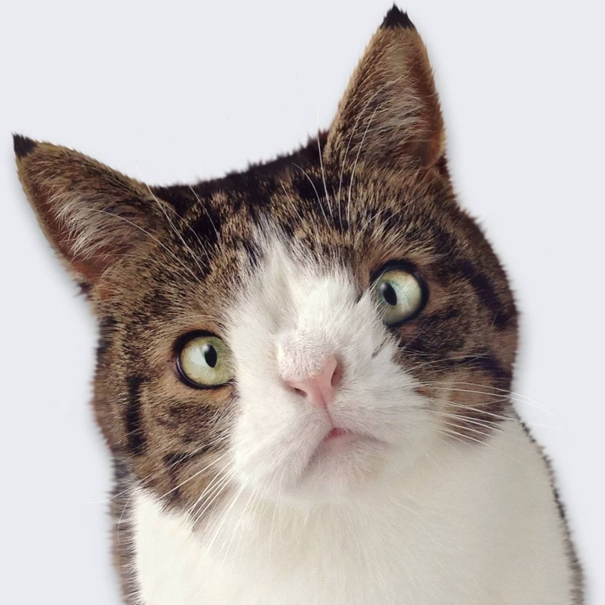 Котики дауны