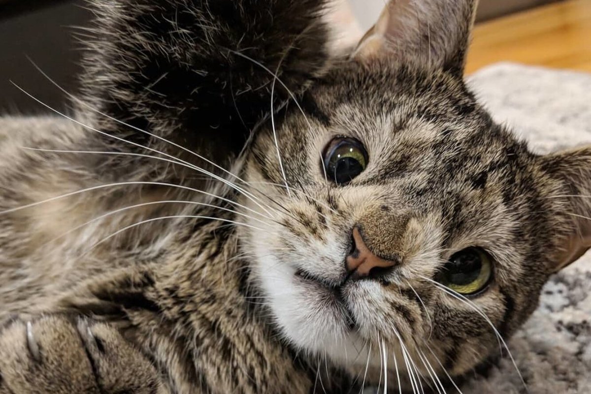 Кот с синдромом Дауна