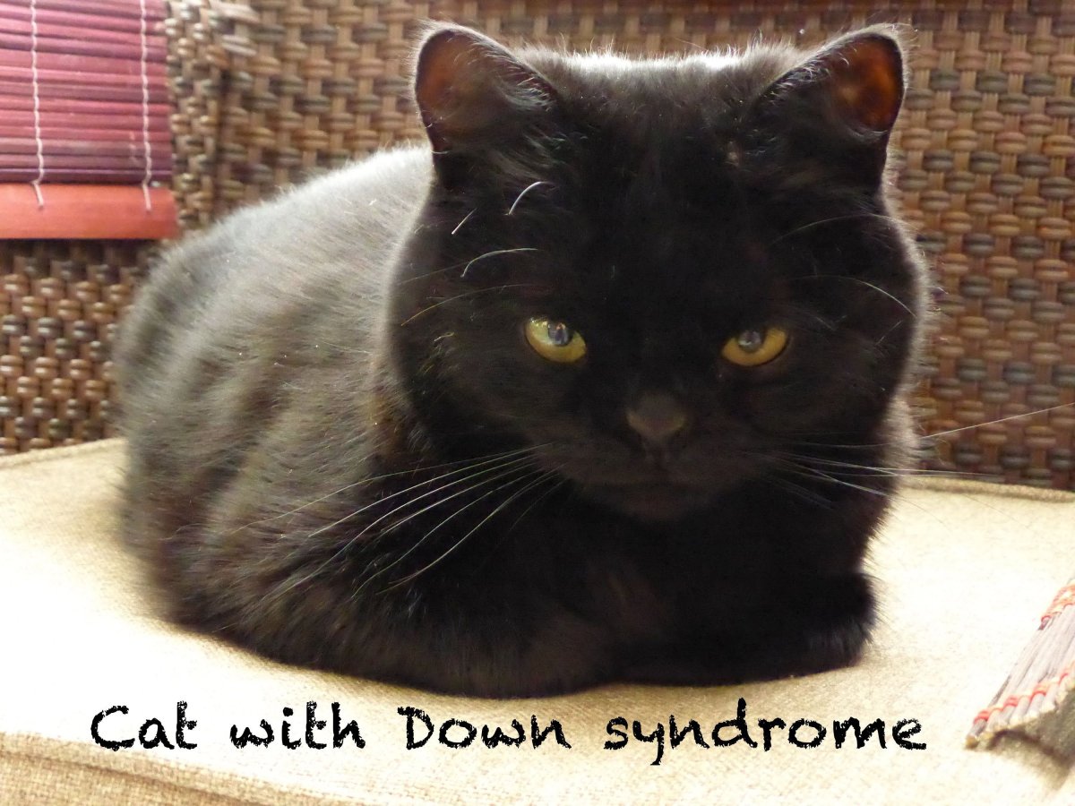 Кису из мема