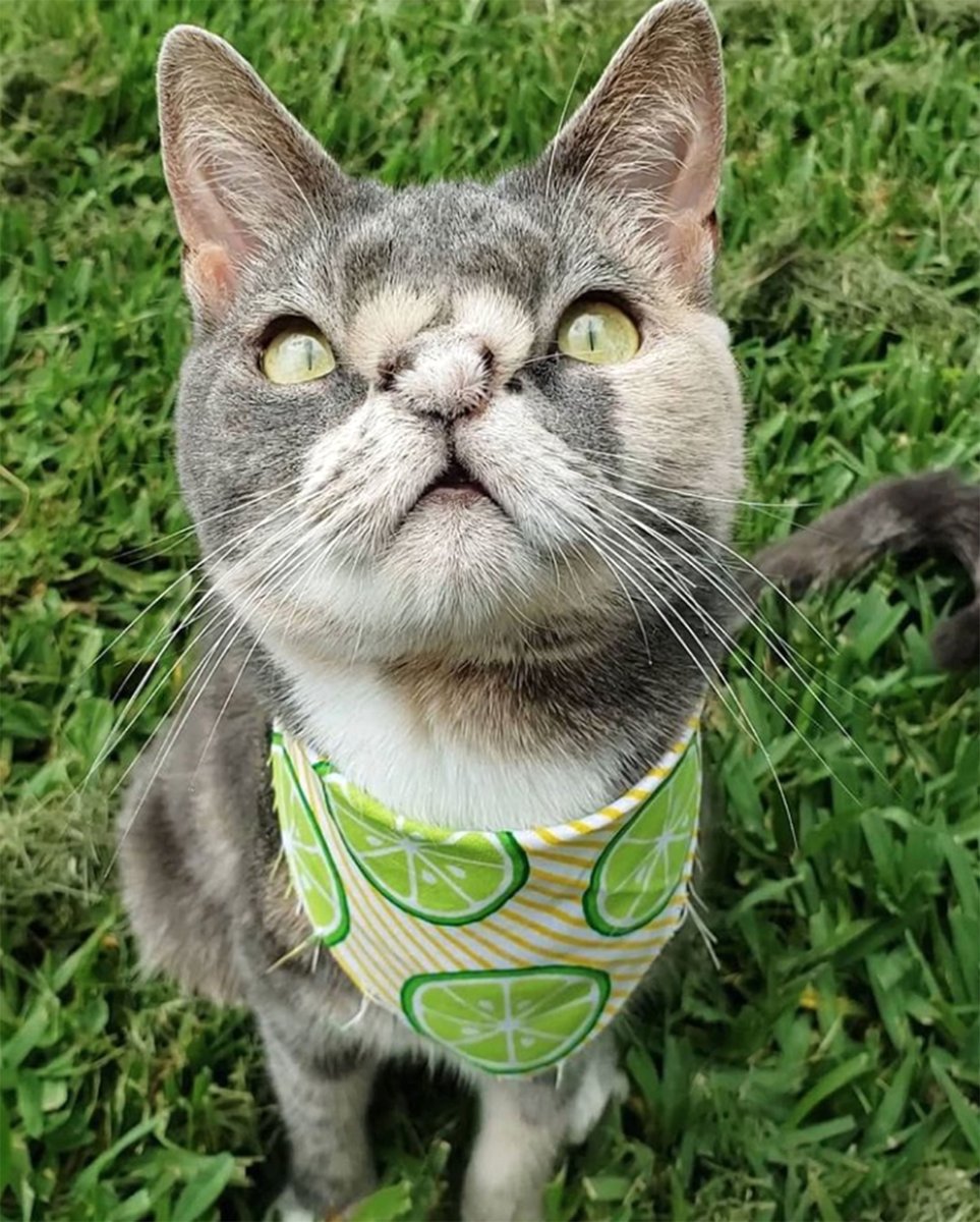 Умственно отсталый тигр Кенни