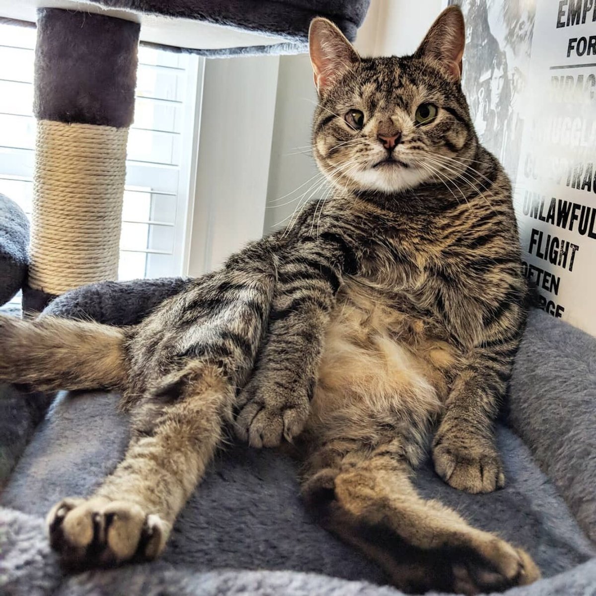 Белый тигр Кенни