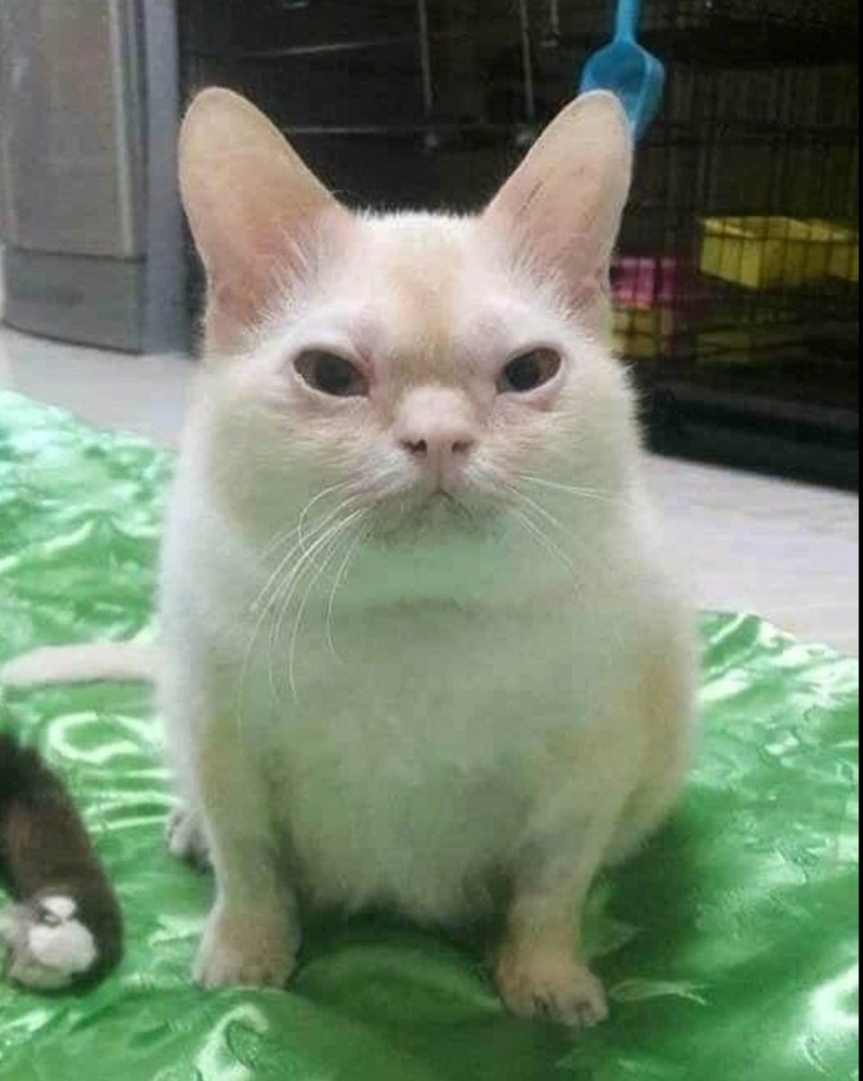 Кошка с синдромом Дауна