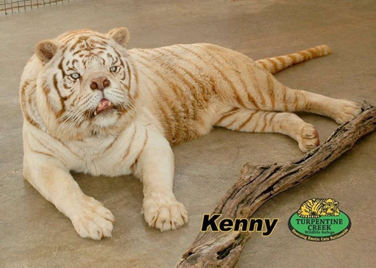 Кошка с синдромом Дауна Майя