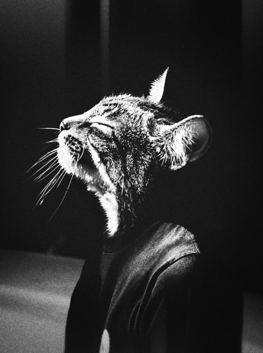 Кошка на голове у человека